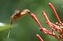 Hummingbird Garden Photo: Needle-Billed Hermit